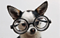 dogs wallpaper (#666193) / Wallbase.cc