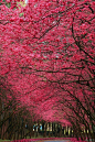 Cherry Blossoms, Nara, Japan
photo via roza