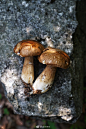每年一入秋，集市上就能看到各种蘑菇的身影。但无论走到哪里，funghi porcini都会是这个季节的主角。 ​​​​