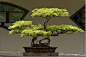 Bonsai Reference image for miniature tree