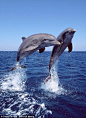 Jumping for joy: Dolphins who don't stop playing even when the sun goes down