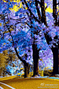 美国，马萨诸塞的皇家女皇树~贵气紫色，盛装亮相~~~(图片来自互联网)[微...