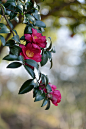 全部尺寸 | Camellia sasanqua | Flickr - 相片分享！