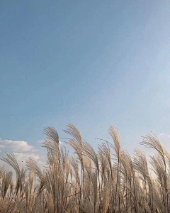 朱九三采集到植物素材