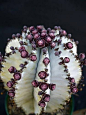 Euphorbia horrida 'snowflake': 