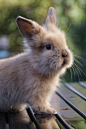 Baby Lionhead Rabbit | Cutest Paw