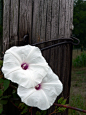 Flowers on Farmers Fence by Kevin's Kaptures