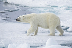 澍溪大当家采集到polar bear