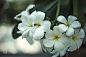 white flowers
5D+50f1.8stm