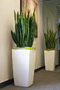 ...Lechuza Cubico planters.