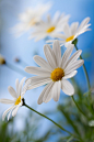 Photograph Feels like Summer by Mandy Disher on 500px