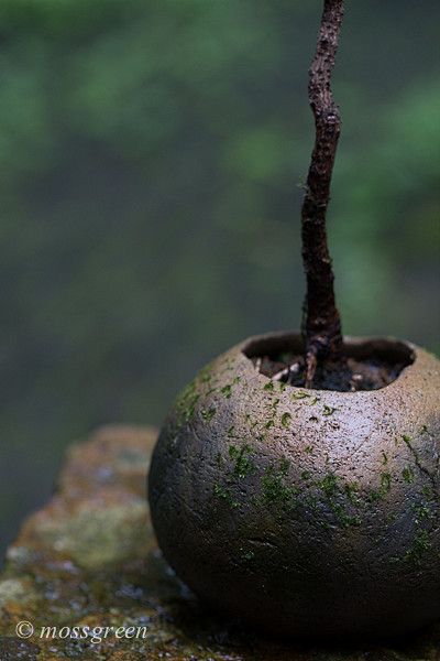 苔青_新浪博客