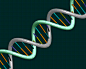 DNA.gif (610×488)