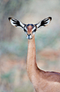 Gerenuk