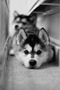 Husky puppy!