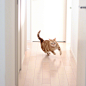 一只奔跑的橘猫..... ​​​​