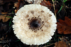 鸡蟹师采集到Mushroom