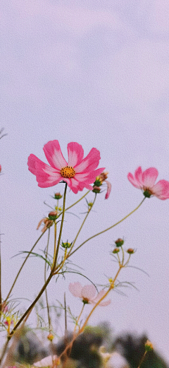 我们好像在哪见过……采集到花卉