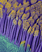 当细胞放大50000倍会呈现怎样的镜像呢？美国细胞生物学学会用高倍显微镜所拍摄的令人难以置信的细胞影像。