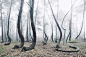 森林 枯树 The Crooked Forest : The so-called "Crooked Forest" is one of the most unusual forests in Central Europe. Not far from the Polish-German border this pine grove still preserves the secret about its origin. 