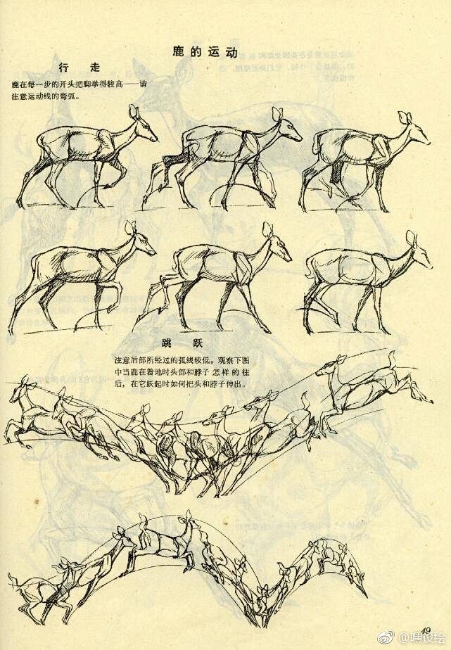 鹿的身体结构与画法，动物解剖学，转需！ ...