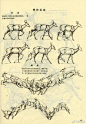 鹿的身体结构与画法，动物解剖学，转需！