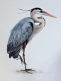 Great Blue Heron by MicheleConleyVogel on Etsy