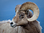 Rocky Mountain Bighorn