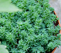 薄雪万年草（Sedum hispanicum ），景天科景天属，喜温暖干燥和阳光充足的环境，无明显休眠期，栽培要点：生长适温一般为18-25度，冬季不低于5度；水分，依照干透浇透的原则就行（耐旱性强）；配土一般可用泥炭（草炭）+砾石+珍珠岩；光照，喜光，可以全日照，夏季通常遮些荫；施肥一般在生长季一月一次，薄肥勤施，可随浇水施入；繁殖方式主要有扦插繁殖、分株繁殖。