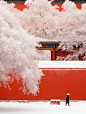 漂亮的雪景背景城墙红色