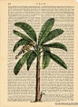 palm_tree2_banana_b2