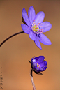 Photograph Anemone hepatica by Csaba Loki on 500px