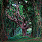  Tree of Life, Maui, Hawaii