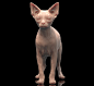 Sphynx Cat, A_ models