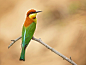 Chestnut-headed Bee Eater by Milan Zygmunt on 500px