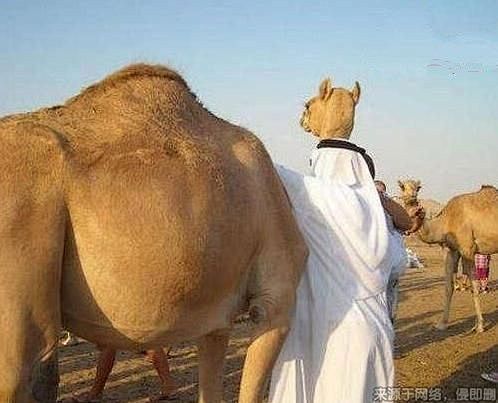 这个是骆驼人么