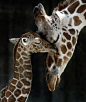 长颈鹿宝宝和它的母亲