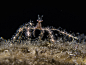 Camouflage Spider Crab by Dani-Barchana on deviantART