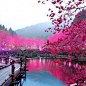 日本樱花湖