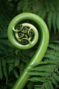 Fern crozier [ un-coiling leaf ]