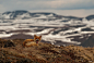 来自俄罗斯的摄影师ИВАН КИСЛОВ擅长拍摄野生动物，看，他镜头下的小狐狸轰轰烈烈地闯天涯去了！