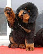 Shot of Tibetan Mastiff Puppy, the Most Expensive dog in the World!