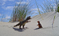 Dino encounter on the beach