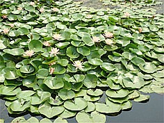 微山湖红荷湿地旅游