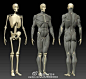 人体肌肉骨骼及渲染图