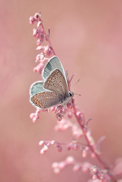 butterfly #春暖花开#陌上花，...