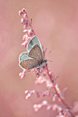 butterfly #春暖花开#陌上花，蛹化蝶。你不必急着归来，我在树下等花开。