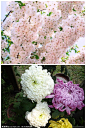  植物花卉 日本国花--樱花，菊花