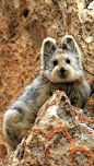 Ili pika ~ this rare tiny mammal was seen last summer in China's Tianshan Moutains