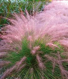 Cotton Candy Grass -...